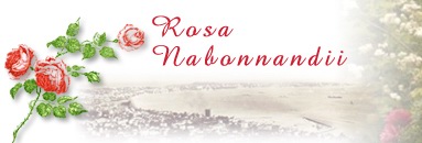 Rosa Nabonnandii - Les Amis des Roses Nabonnand