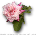 Anna Jung - www.roses-nabonnand copyright