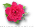 Marie Nabonnand - www.roses-nabonnand copyright