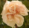 G. Nabonnand
