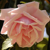 Irène Bonnet