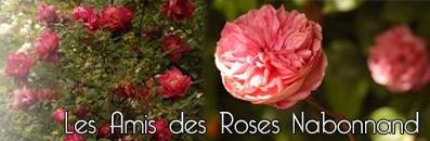 Rosa Nabonnandii - Les Amis des Roses Nabonnand