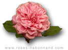 Gnral Schablikine - www.roses-nabonnand copyright